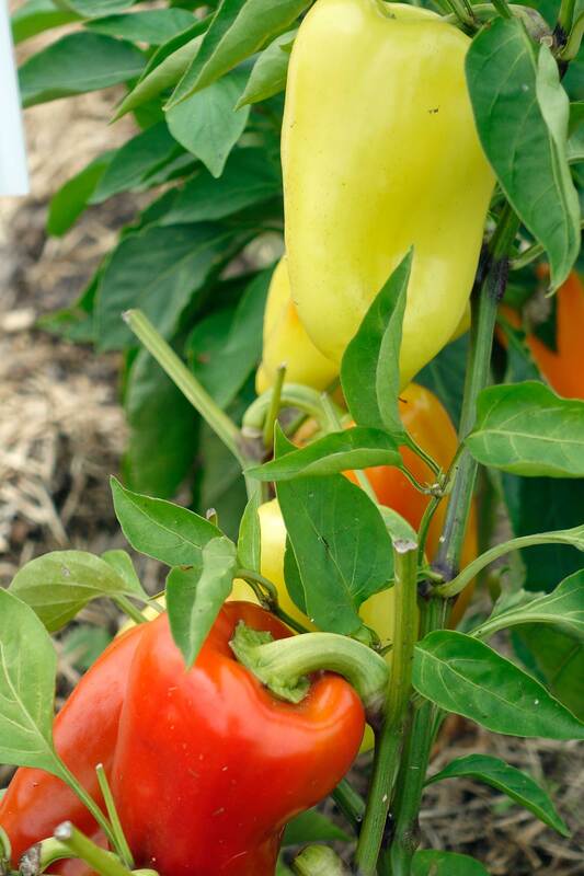  Survival Garden Seeds - Marconi Red Pepper Seed for